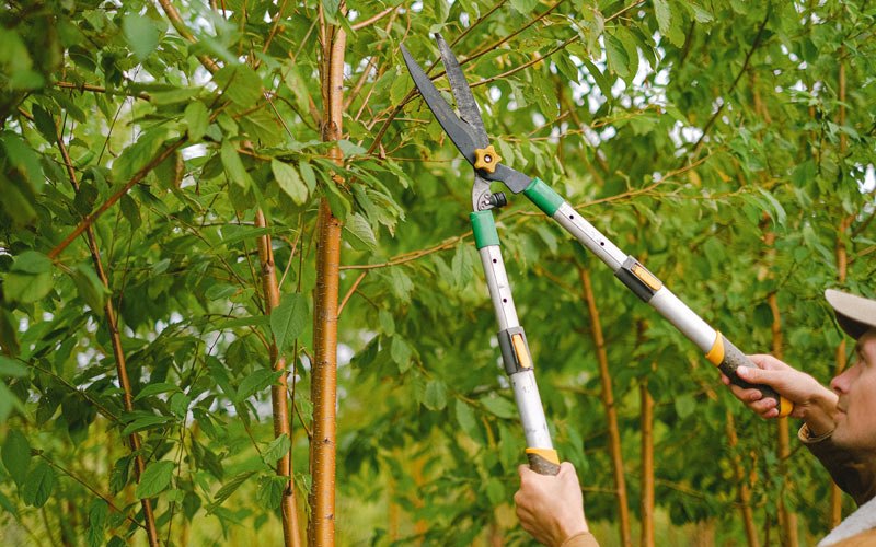 Tree trimming in Ogden, IL