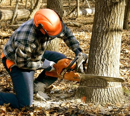 Tree Removal in Ogden, IL